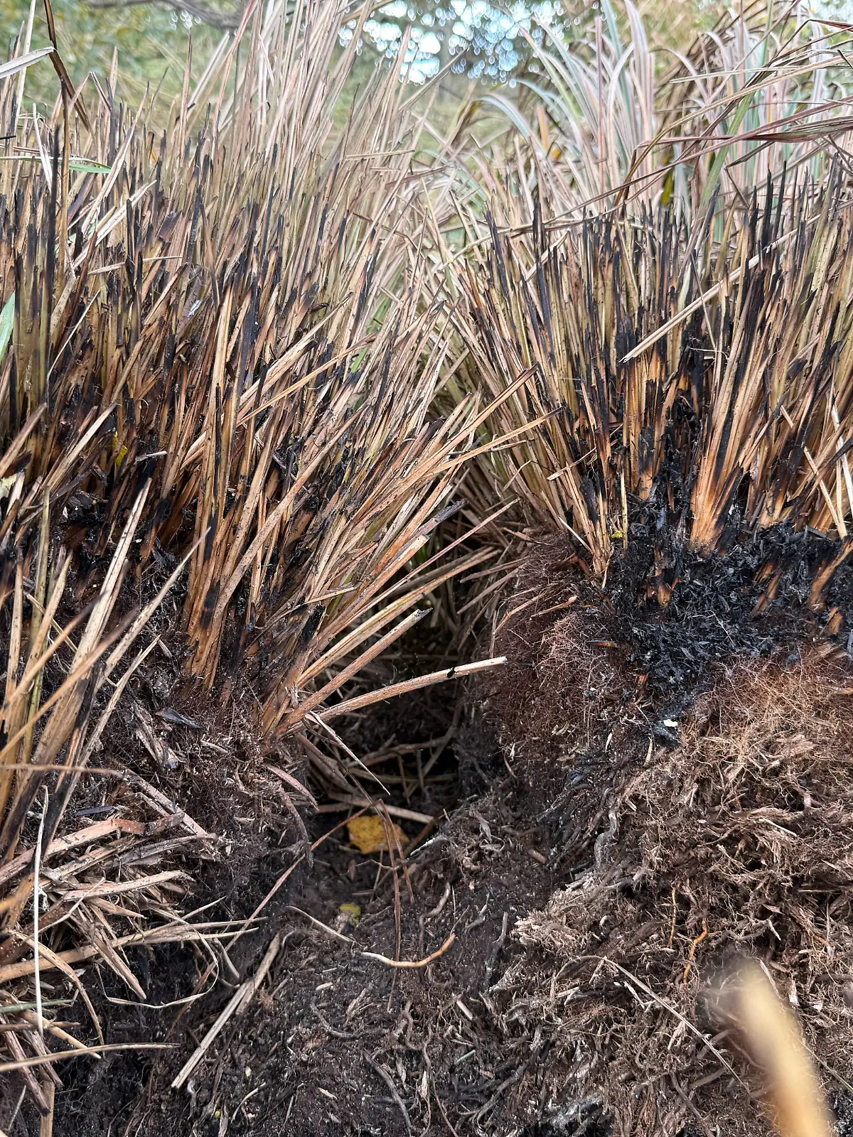 Verbranntes Gras am Leichenfundort