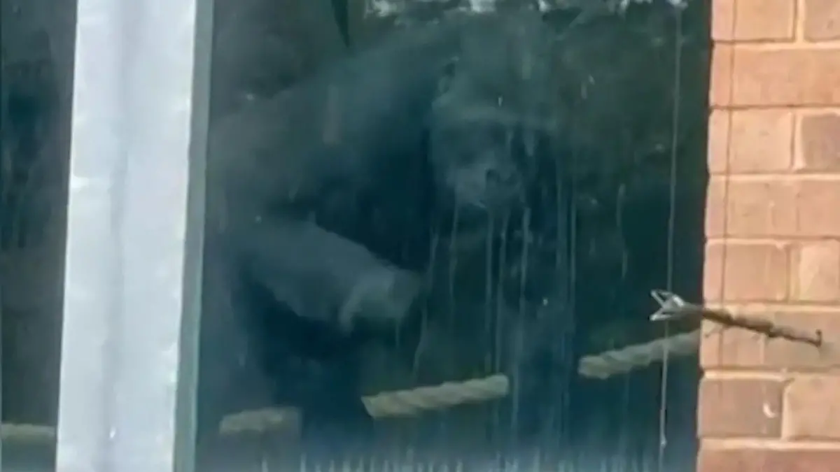 Seit drei Jahren geschlossen! Gorillas in verlassenem Zoo entdeckt Wurden die Tiere vergessen?