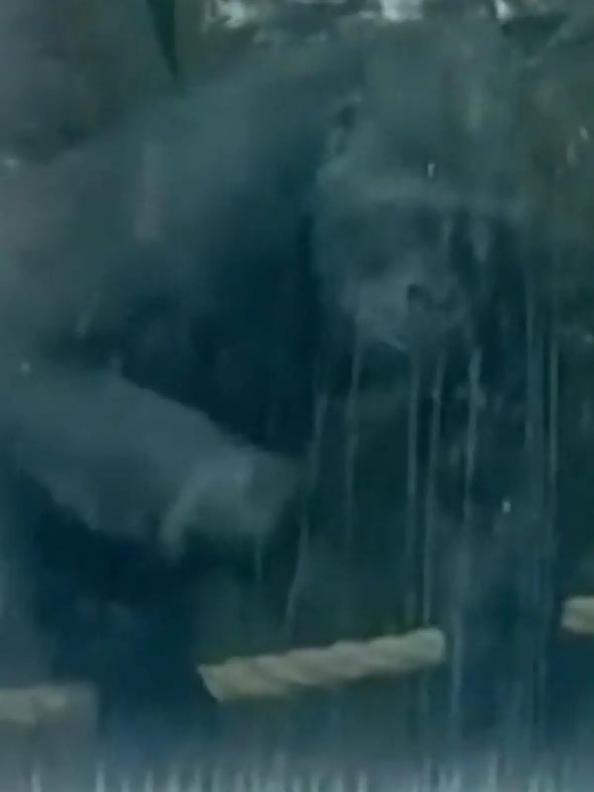 Bild zu: "Seit drei Jahren geschlossen! Gorillas in verlassenem Zoo entdeckt"