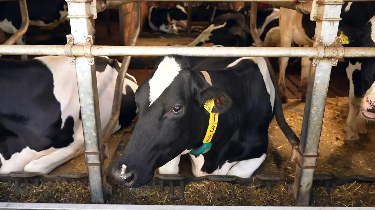 Heizen mit Kuhmilch-Wärme So will ein Dorf energieunabhängig werden