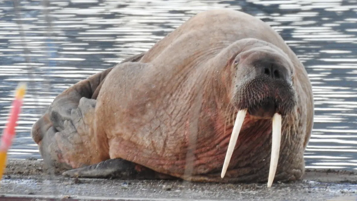 SONDERKONDITIONEN: Satzpreis!
Thor the Walrus in Blyth harbour, January 2 2023 See SWNS story SWBNwalrus. The adventurous walrus has found a new home on his journey along the British coastline. Thor the walrus attracted thousands of people to Scarborough on New Years Eve where fireworks were cancelled in a bid to keep him safe and happy. But he has today (2) popped up 100 miles further up the coast in Blyth, Northumberland.
 / action press
