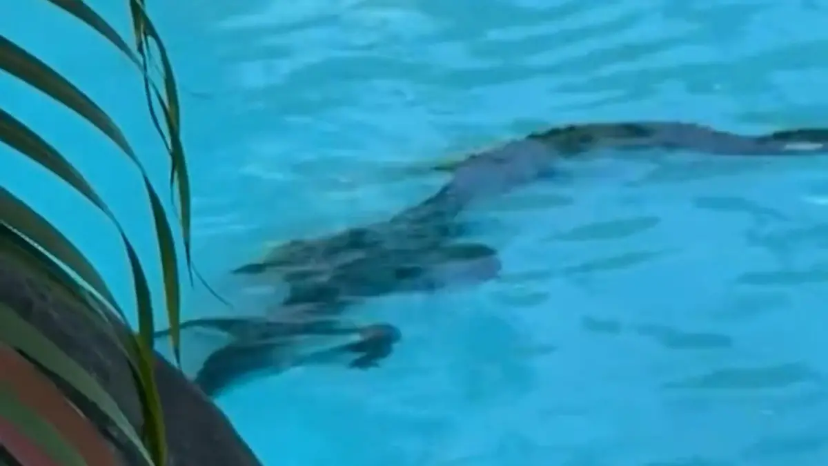 Panik am Pool! Krokodil kapert Luxushotel – und besetzt Becken Schuppiger Badegast