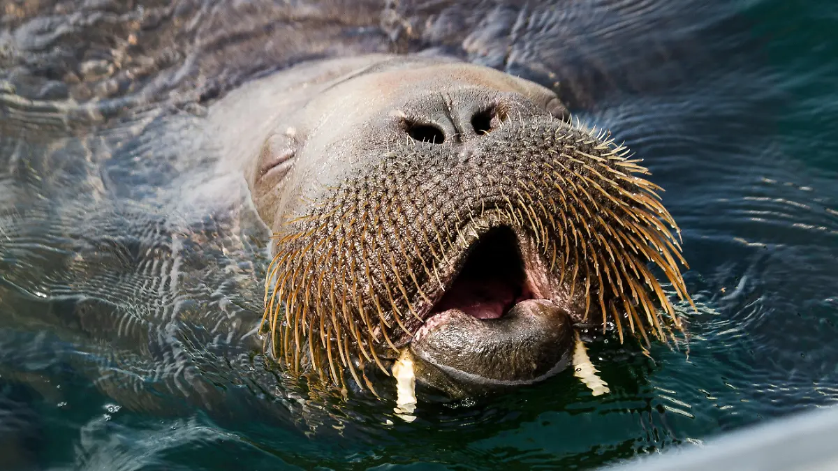ARCHIV - 20.07.2022, Norwegen, Oslo: Ein rund 500 Kilogramm schweres Walross schwimmt in der Frognerkilen Bucht im Fjord von Oslo. Das Tier wird von den Norwegerinnen und Norwegern Freya genannt. (zu dpa "Norwegische Behörde zieht Tötung von Walross Freya in Betracht") Foto: Trond Reidar Teigen/NTB/dpa +++ dpa-Bildfunk +++