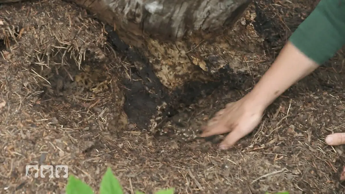 Helferin bei einem tierischen XXL-Umzug Familie Goll braucht dringend Hilfe