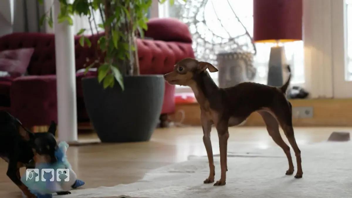 "Hundemonster" in Miniaturformat Dieses Klische hält sich wacker