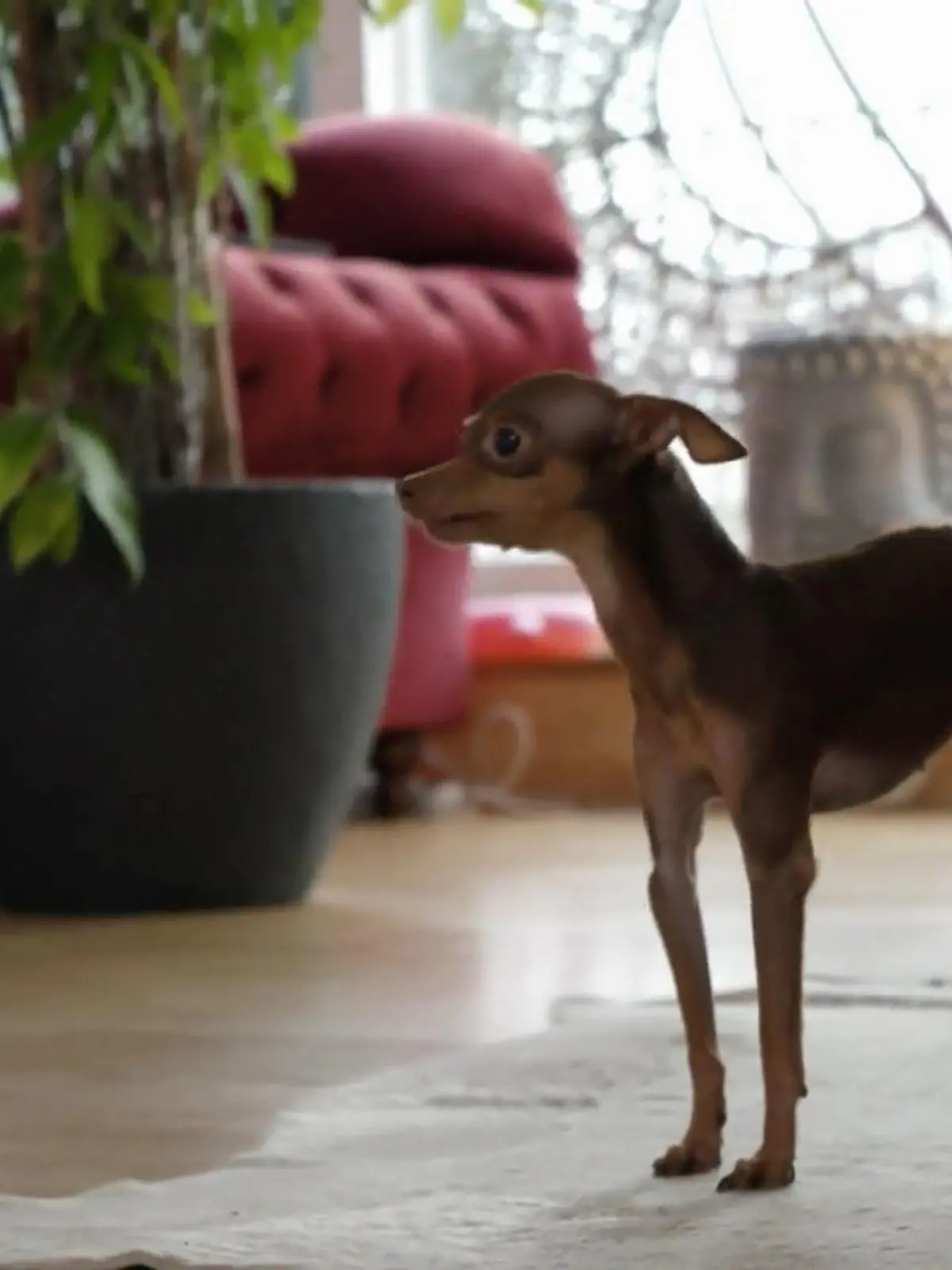 Bild zu: "hundkatzemaus: So gelingt die Erziehung im Mini-Format"