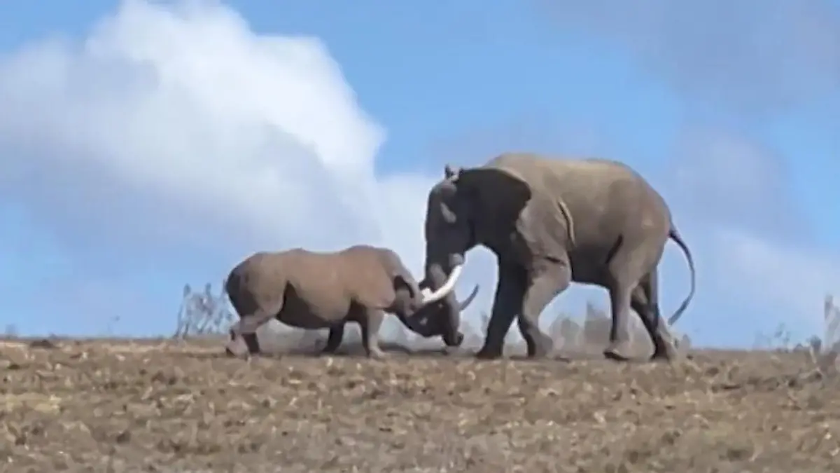 Stoßzahn vs. Horn! Elefant legt sich mit Nashorn an - Safari-Touris hautnah dabei Seltenes Spektakel in der Savanne 