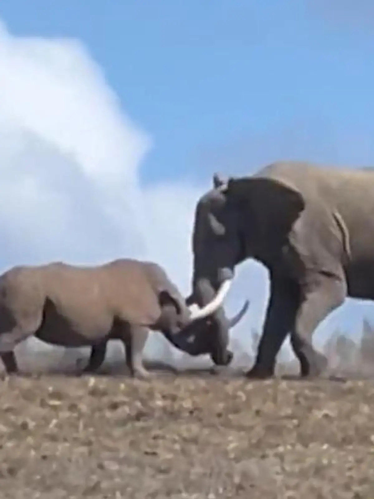Bild zu: "Stoßzahn vs. Horn! Elefant legt sich mit Nashorn an – Safari-Touris hautnah dabei"