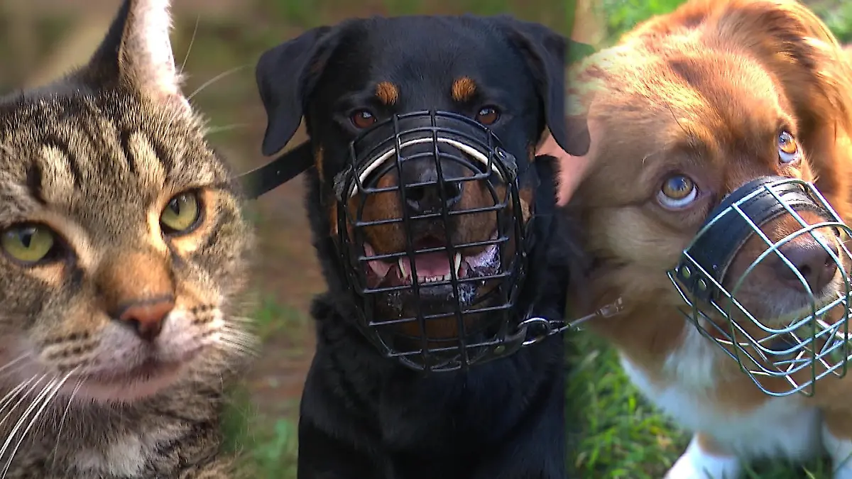 Wenn Tier und Mensch miteinander telefonieren Hotline "Call a pet"