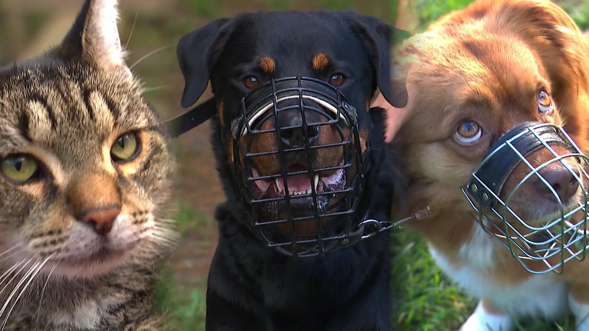 Wenn Tier und Mensch miteinander telefonieren Hotline "Call a pet"