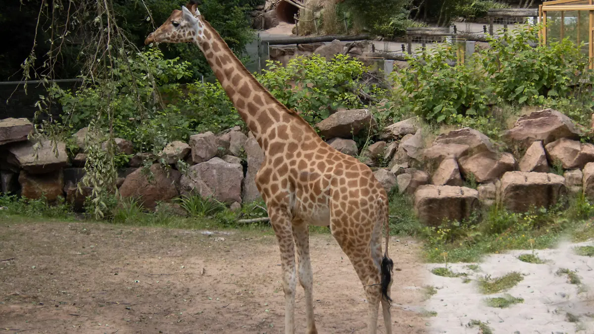 HANDOUT - 03.01.2023, Saarland, Neunkirchen: Das undatierte Foto zeigt die Giraffe Njaro. Das Tier ist überraschend im Neunkircher Zoo im Saarland gestorben. Die Todesursache sei bisher nicht bekannt, teilte eine Sprecherin des Zoos am Dienstag mit. Foto: Heribert Brendel/Neunkircher Zoo/dpa - ACHTUNG: Nur zur redaktionellen Verwendung im Zusammenhang mit der aktuellen Berichterstattung und nur mit vollständiger Nennung des vorstehenden Credits +++ dpa-Bildfunk +++