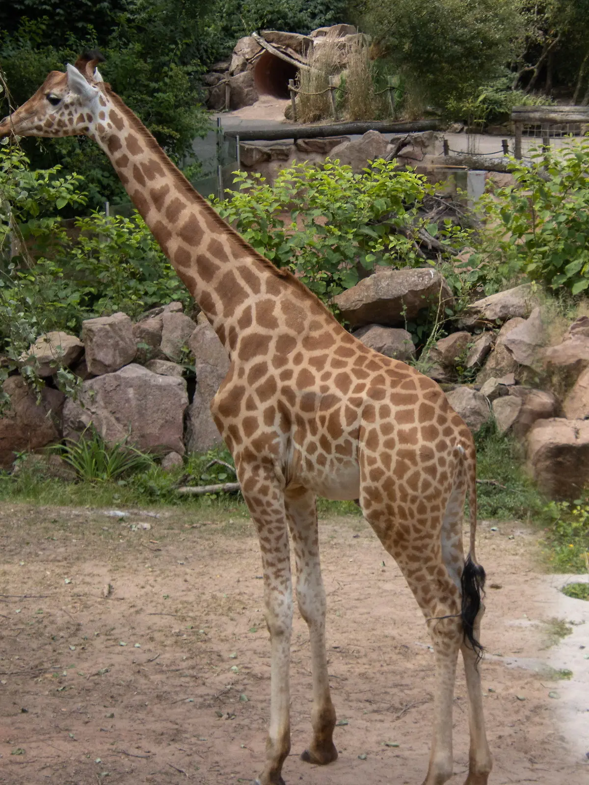 HANDOUT - 03.01.2023, Saarland, Neunkirchen: Das undatierte Foto zeigt die Giraffe Njaro. Das Tier ist überraschend im Neunkircher Zoo im Saarland gestorben. Die Todesursache sei bisher nicht bekannt, teilte eine Sprecherin des Zoos am Dienstag mit. Foto: Heribert Brendel/Neunkircher Zoo/dpa - ACHTUNG: Nur zur redaktionellen Verwendung im Zusammenhang mit der aktuellen Berichterstattung und nur mit vollständiger Nennung des vorstehenden Credits +++ dpa-Bildfunk +++
