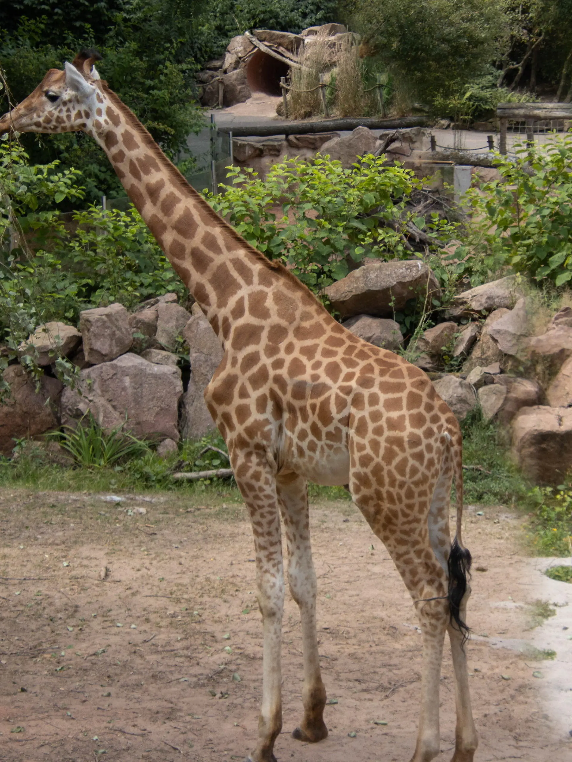 HANDOUT - 03.01.2023, Saarland, Neunkirchen: Das undatierte Foto zeigt die Giraffe Njaro. Das Tier ist überraschend im Neunkircher Zoo im Saarland gestorben. Die Todesursache sei bisher nicht bekannt, teilte eine Sprecherin des Zoos am Dienstag mit. Foto: Heribert Brendel/Neunkircher Zoo/dpa - ACHTUNG: Nur zur redaktionellen Verwendung im Zusammenhang mit der aktuellen Berichterstattung und nur mit vollständiger Nennung des vorstehenden Credits +++ dpa-Bildfunk +++