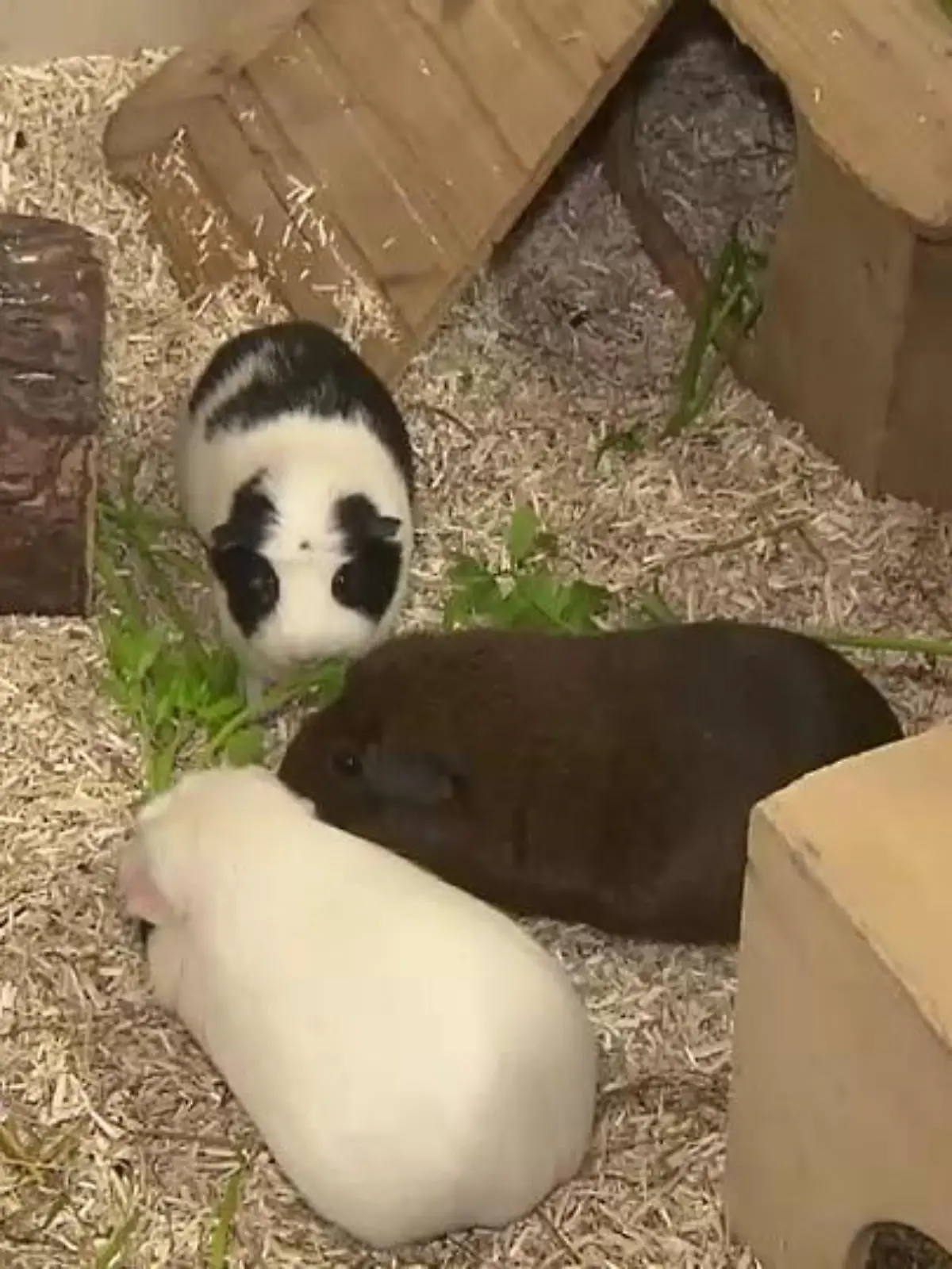 Putzige Meerschweinchen suchen ein neues Zuhause.