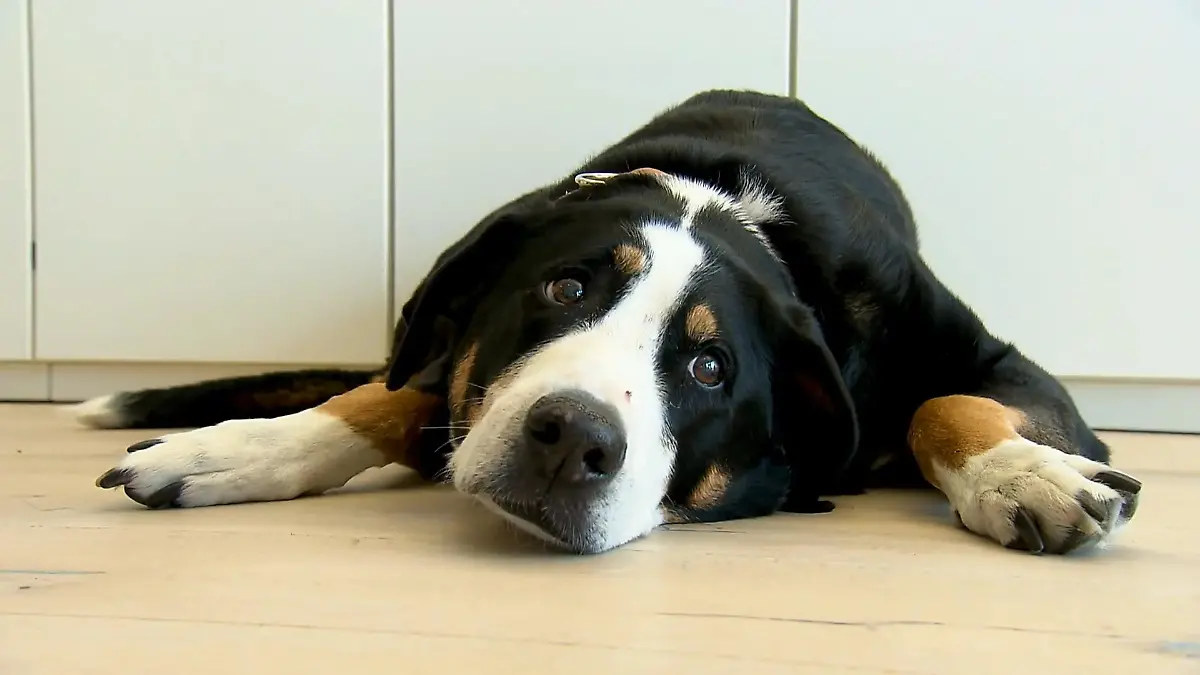 Wau! In dieser Firma arbeiten mehr Hunde als Mitarbeiter Tierisch einzigartiges Konzept!