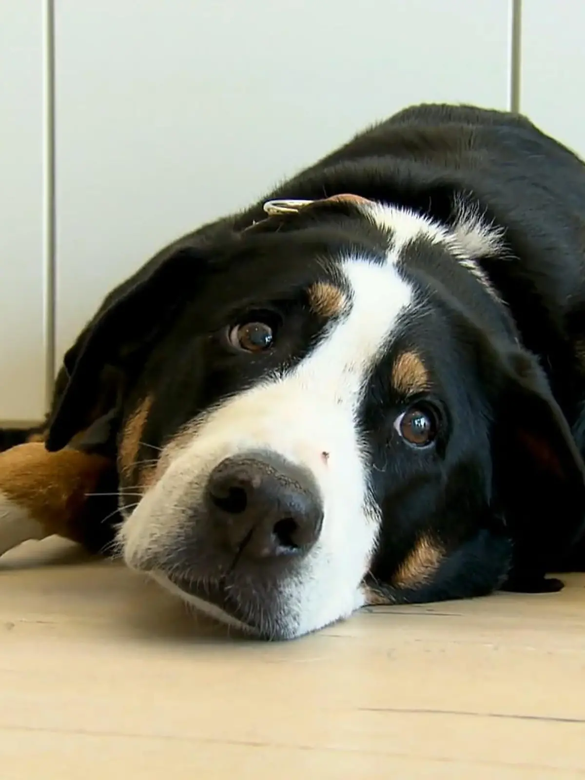 Bild zu: "Wau! In dieser Firma arbeiten mehr Hunde als Mitarbeiter"