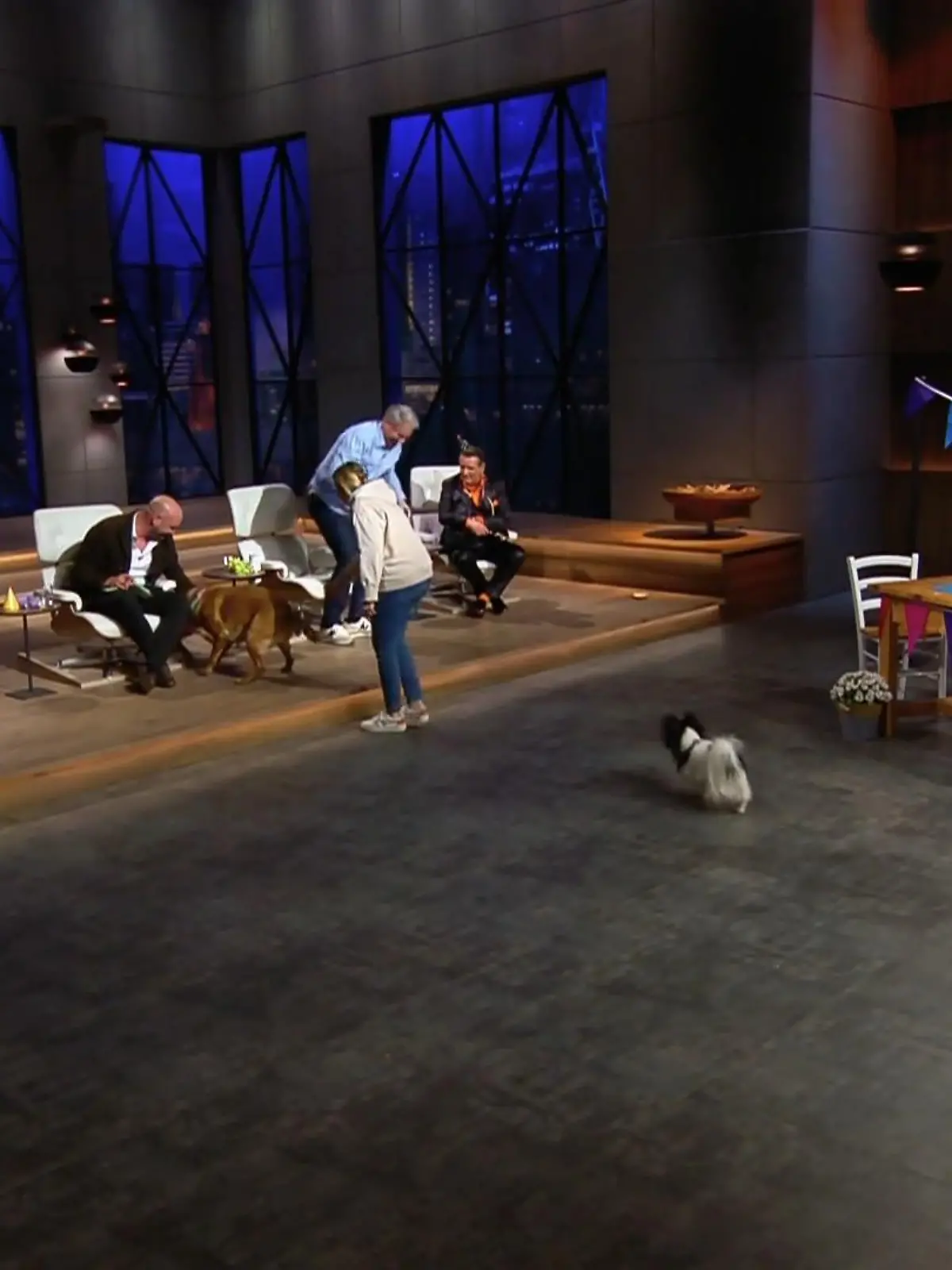 Bild zu: "Hunde zeigen Investoren, wo es lang geht"