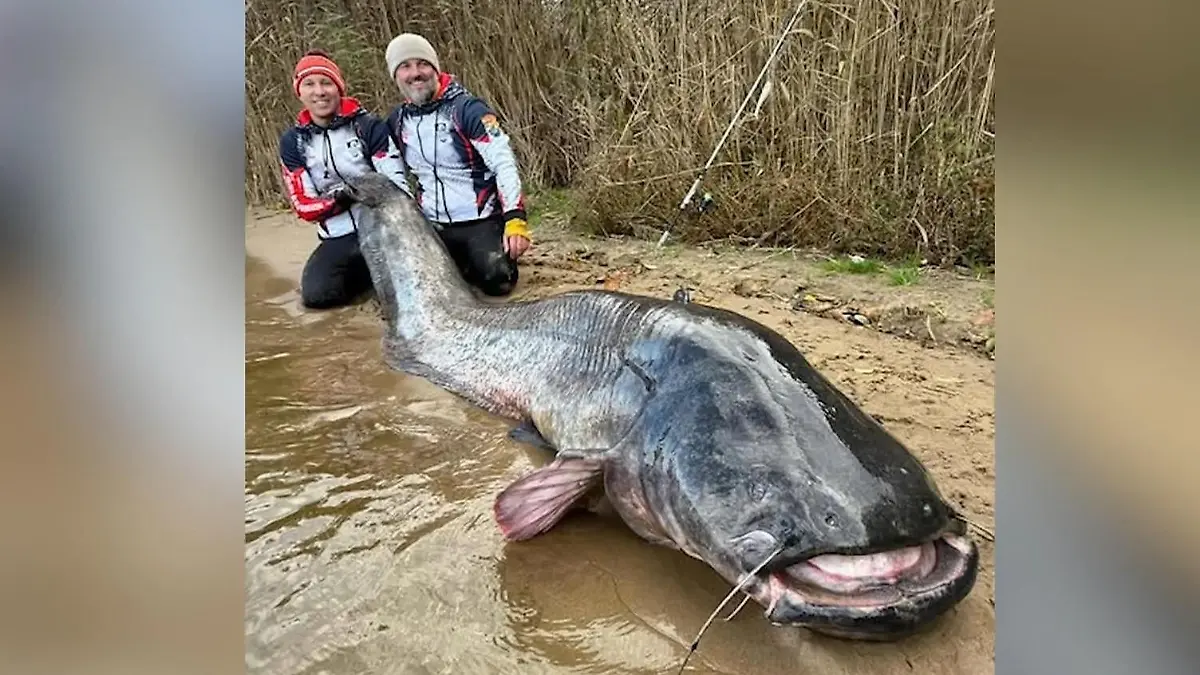 Weltrekord für Riesen-Wels! Angler machen gigantischen Fang „Momente wie diese passieren nicht oft”