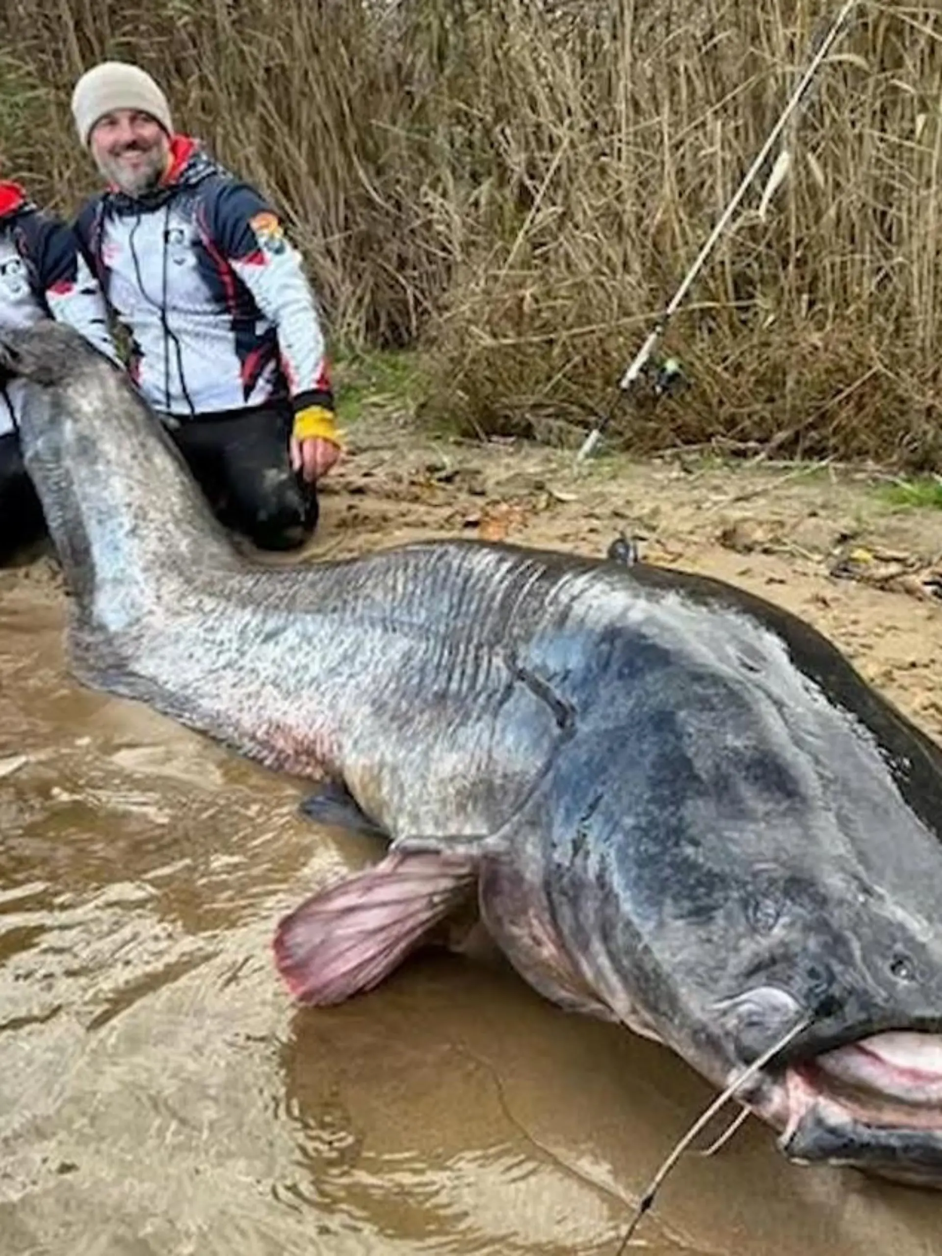 Bild zu: "Weltrekord für Riesen-Wels! Angler machen gigantischen Fang"