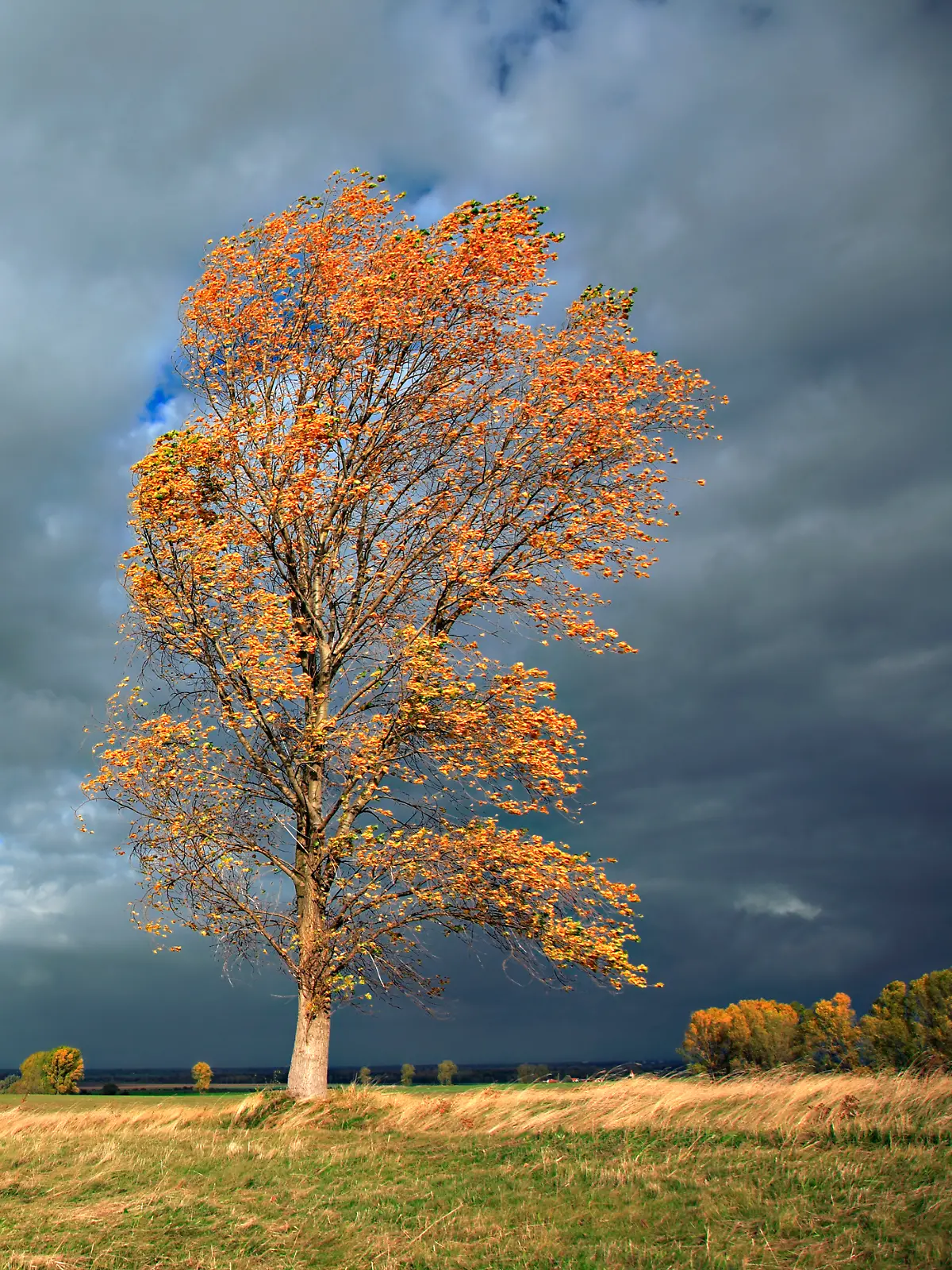 Herbststurm mit ordentlich Wind.