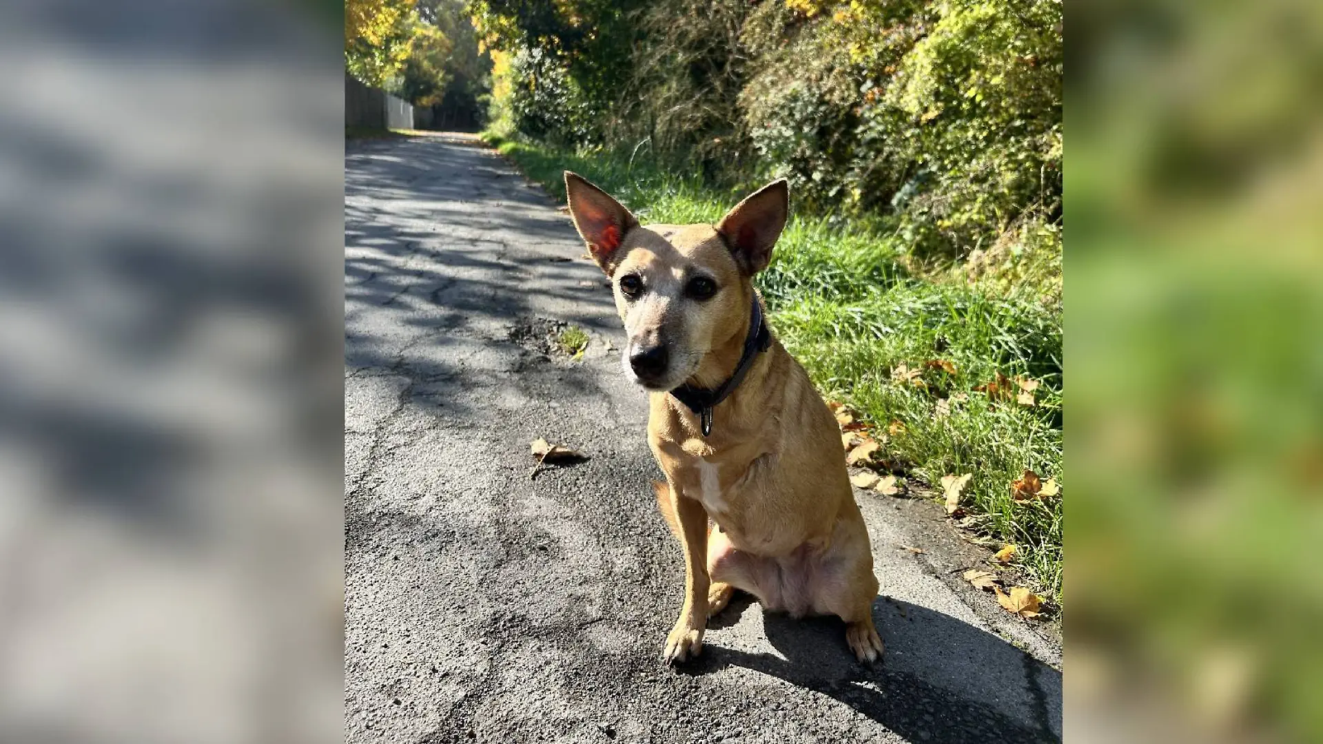 Tiva hat bei einer Beißattacke von einem anderen Hund ein Bein verloren. 