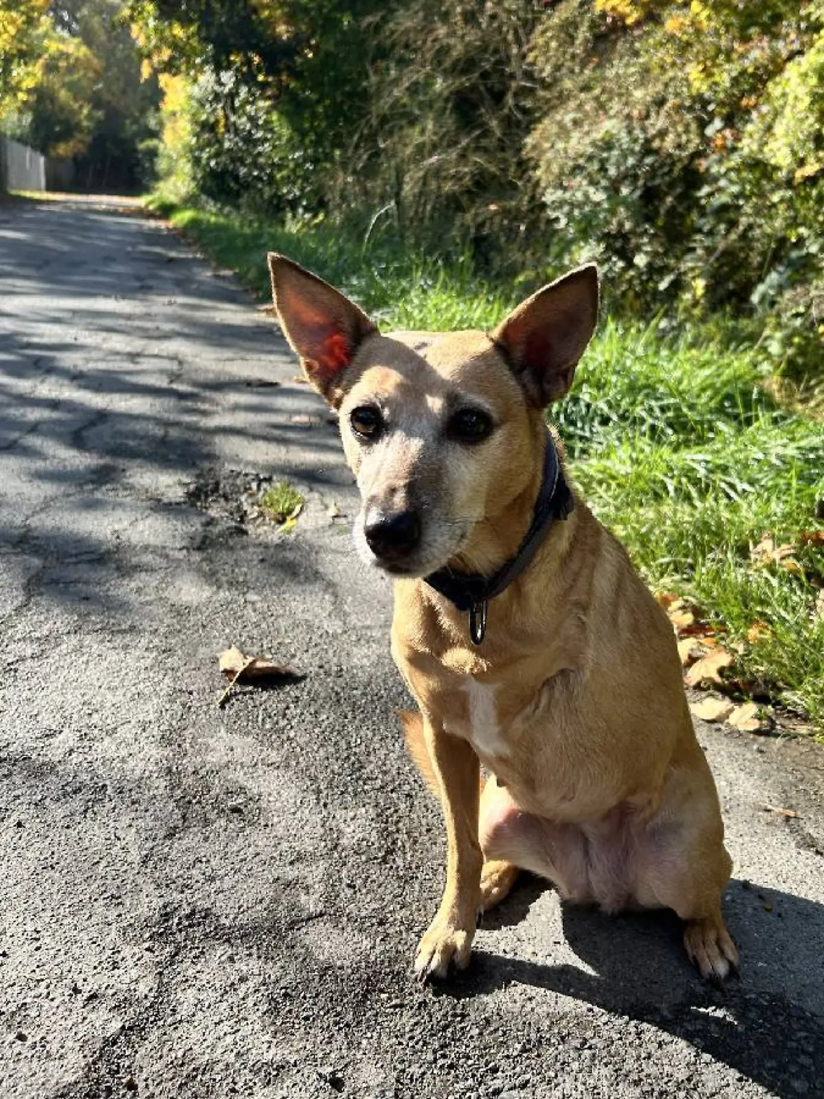 Tiva hat bei einer Beißattacke von einem anderen Hund ein Bein verloren. 