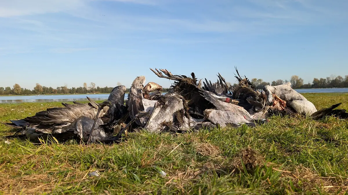 In einem wichtigen Rastgebiet für Zugvögel im Nordwesten Brandenburg sind massenhaft Kraniche an der Vogelgrippe gestorben.
