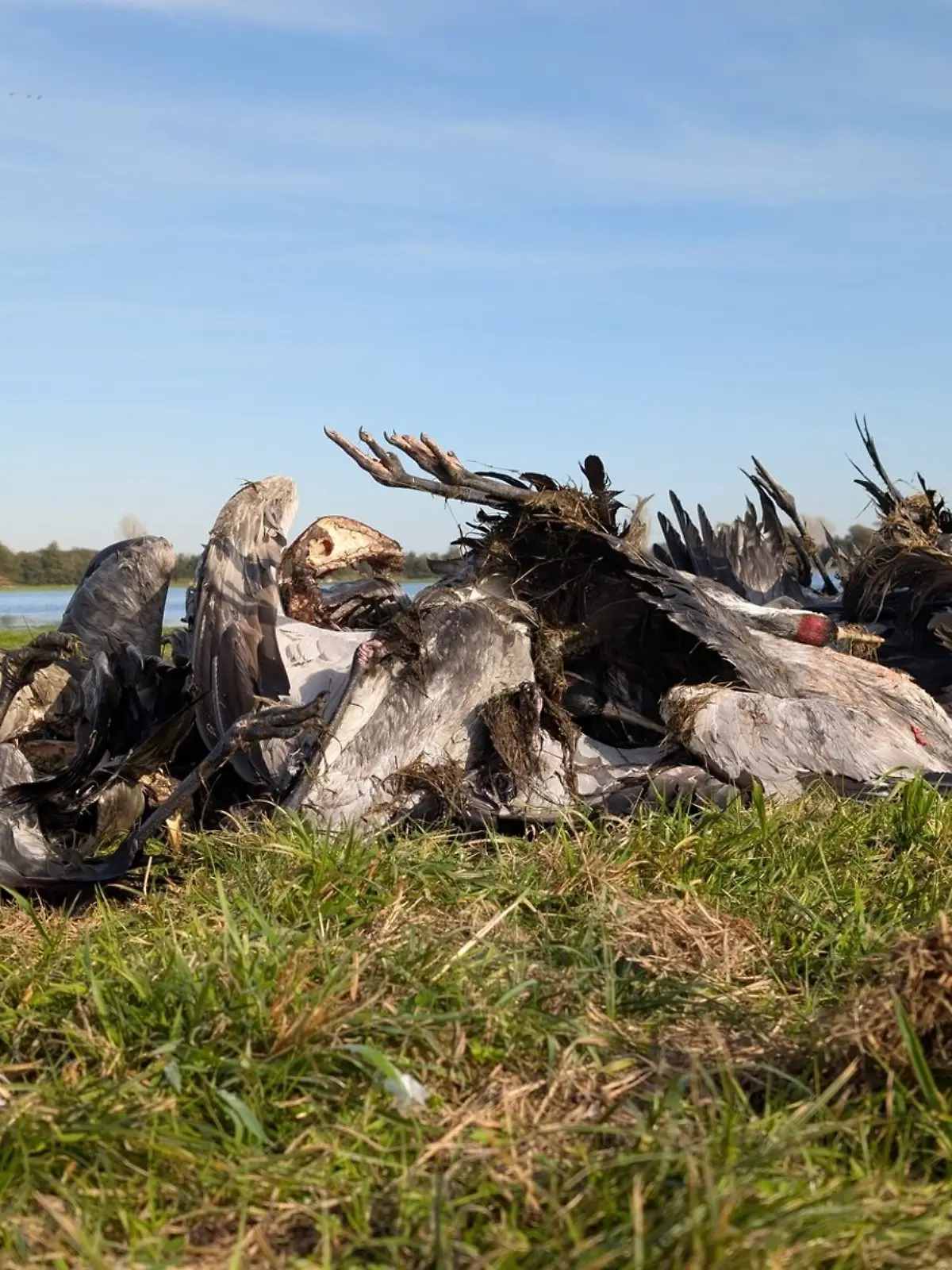 Bild zu: "Betrieb muss 15.000 Tiere nach Vogelgrippe-Ausbruch töten"