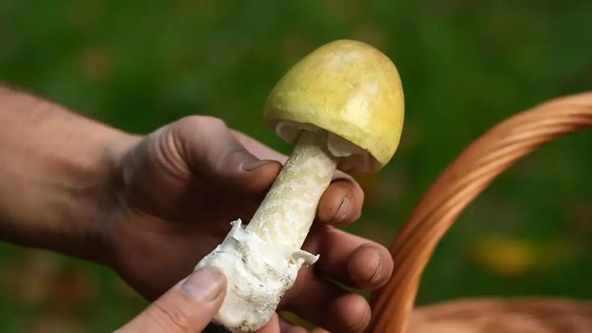 Knollenblätterpilz birgt Gefahren Gefahr in unseren Wäldern