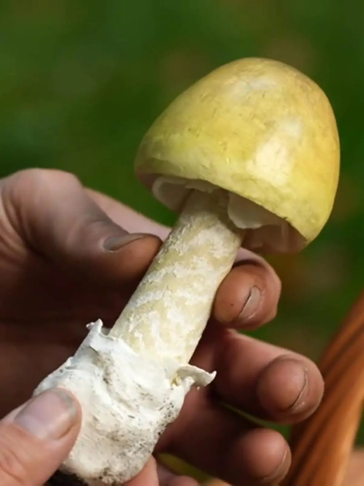 Bild zu: "Knollenblätterpilz birgt Gefahren"