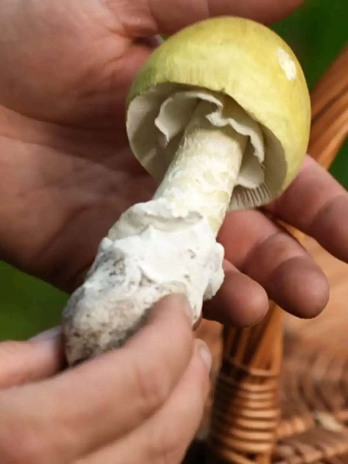 Bild zu: "Knollenblätterpilz birgt Gefahren"