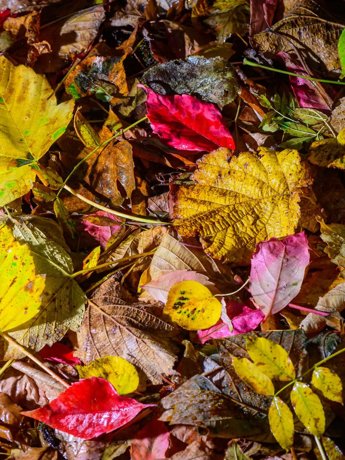 Bild zu: "Herbstzeit ist Laubzeit! Warum ihr’s bloß nicht wegschmeißen solltet"
