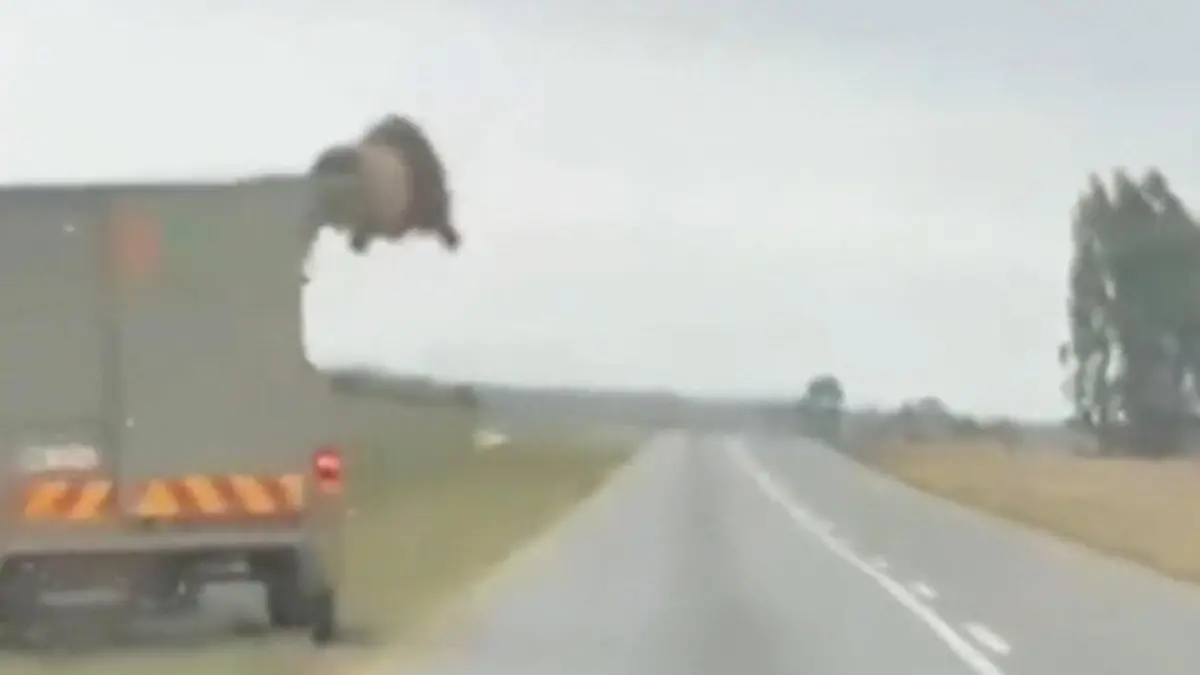 Löwe entwischt aus Transporter - und springt auf die Straße! Während der Fahrt!