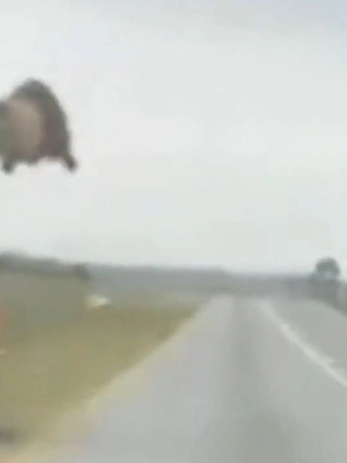 Löwe entwischt aus Transporter – und springt auf die Straße!