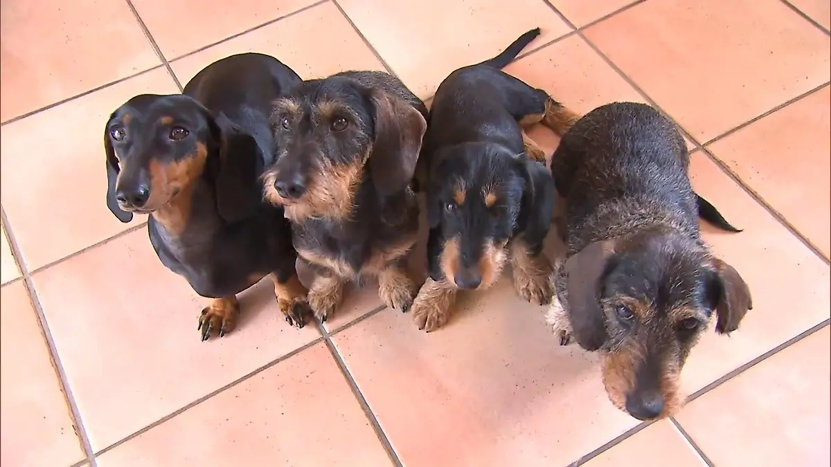 Herrchen haften für ihre Hunde? Haftpflicht-Versicherungen im Test! Warum Welpenschutz wichtig ist