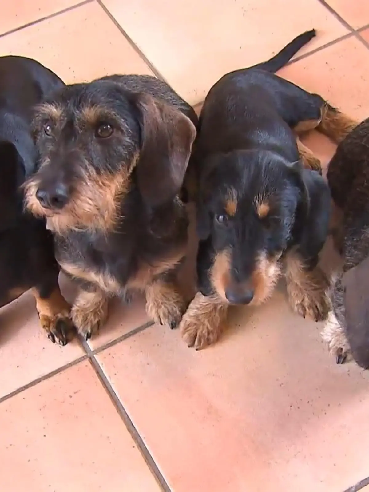 Bild zu: "Herrchen haften für ihre Hunde? Haftpflicht-Versicherungen im Test!"