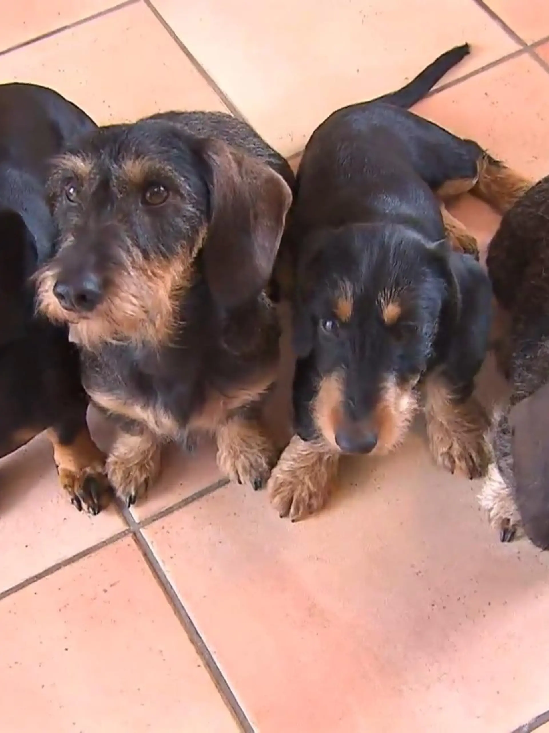 Bild zu: "Herrchen haften für ihre Hunde? Haftpflicht-Versicherungen im Test!"