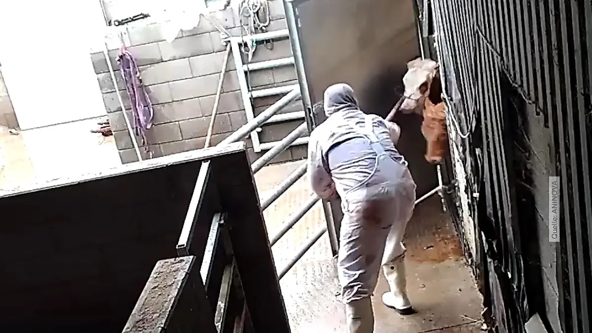 Prozess gegen mutmaßliche Tierquäler Schlachthofmitarbeiter angeklagt