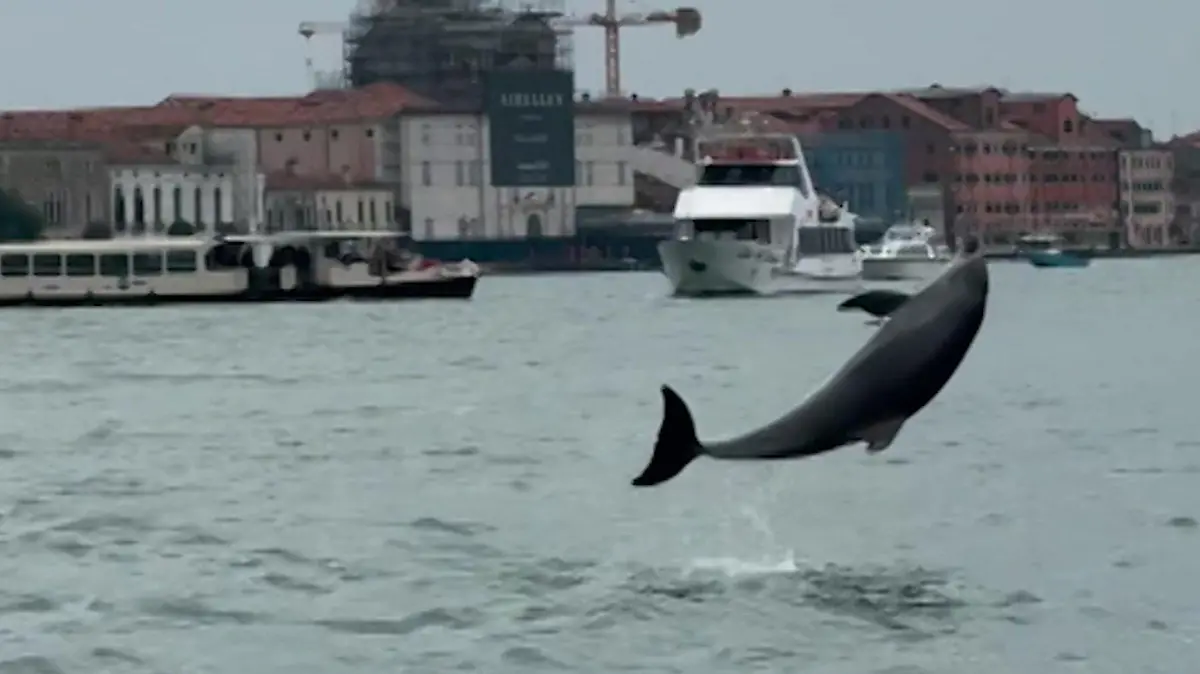 Er ist DIE Touristenattraktion! Delfin verzaubert Venedig – doch es gibt ein Problem Alle lieben Mimmo!