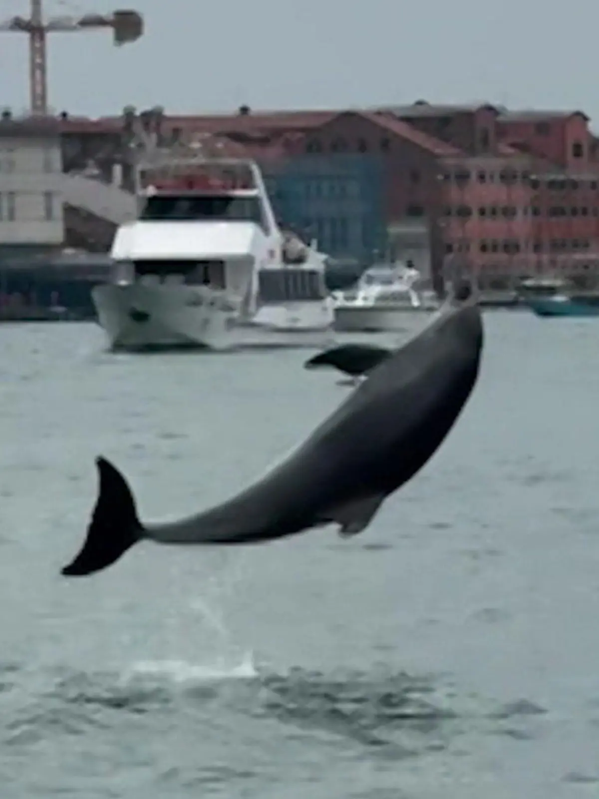 Bild zu: "DIE Touristenattraktion! Delfin verzaubert Venedig trotz aller Gefahren"