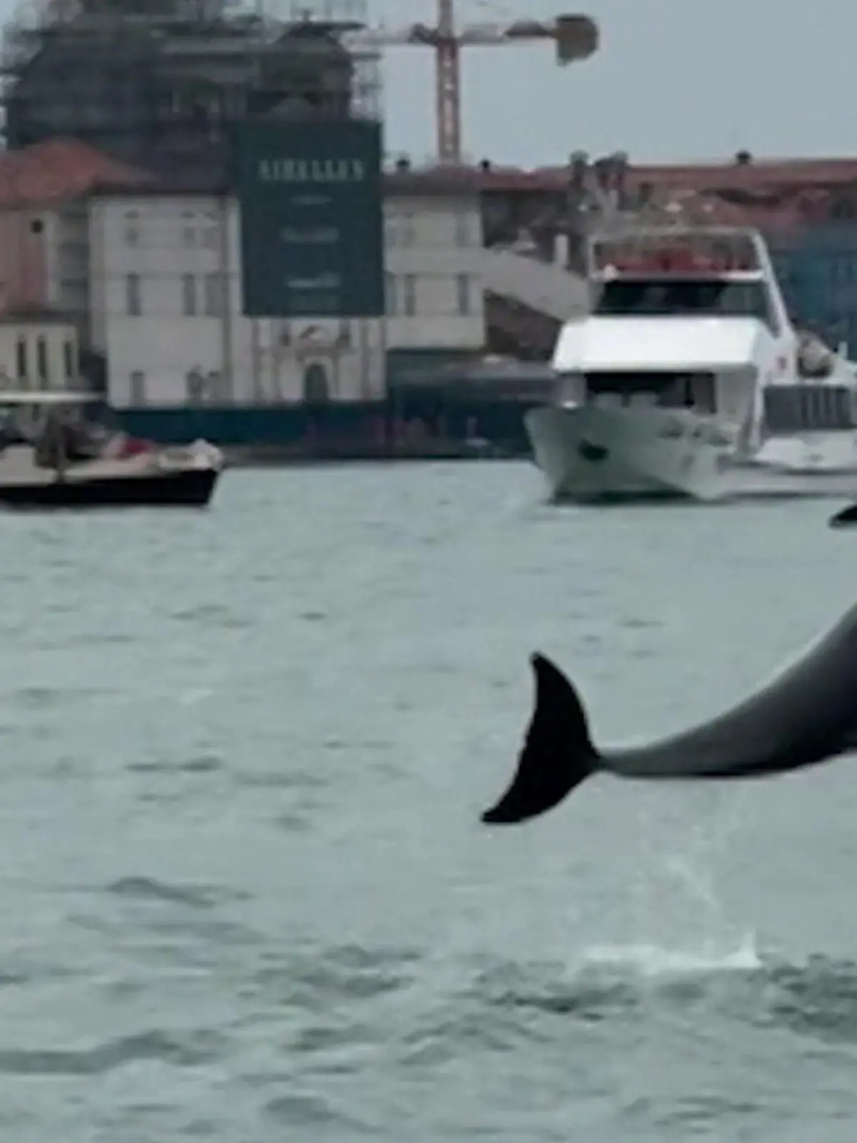 Bild zu: "Er ist DIE Touristenattraktion! Delfin verzaubert Venedig – doch es gibt ein Problem"