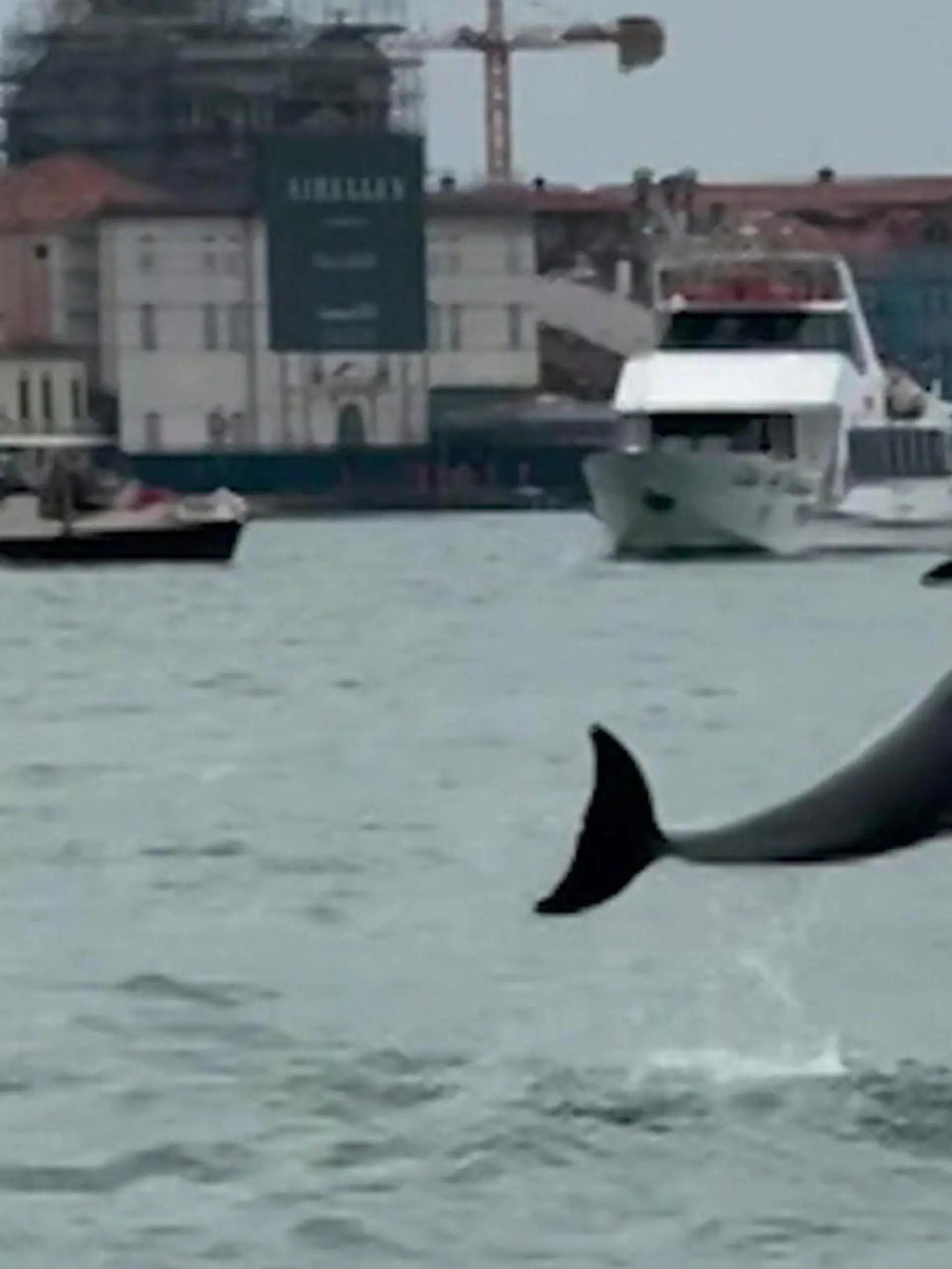 Bild zu: "DIE Touristenattraktion! Delfin verzaubert Venedig trotz aller Gefahren"