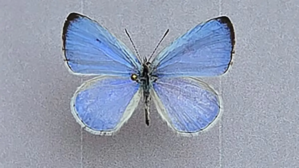 Schmetterling Irynas Azur (Celastrina iryna)
