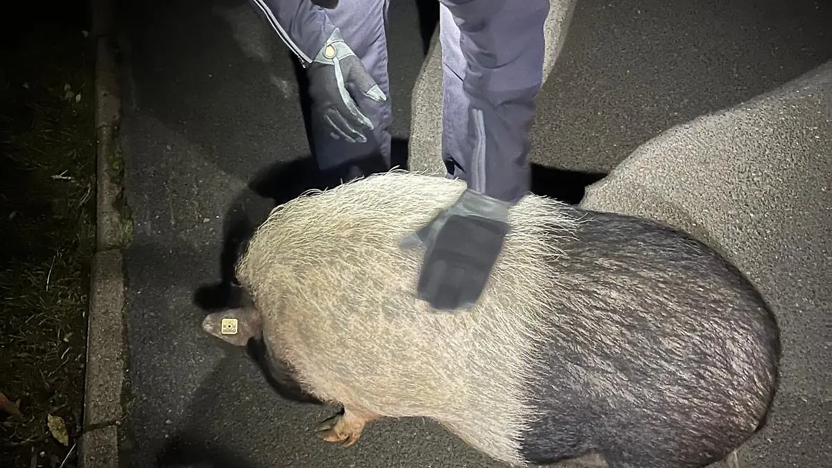 Hängebauchschwein Peppa ist auf den Straßen von Bremen unterwegs