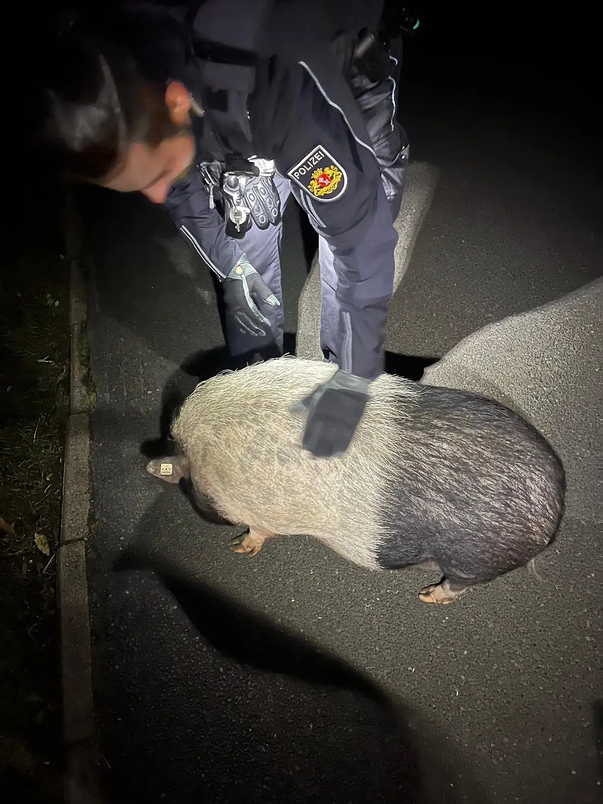 Hängebauchschwein Peppa ist auf den Straßen von Bremen unterwegs