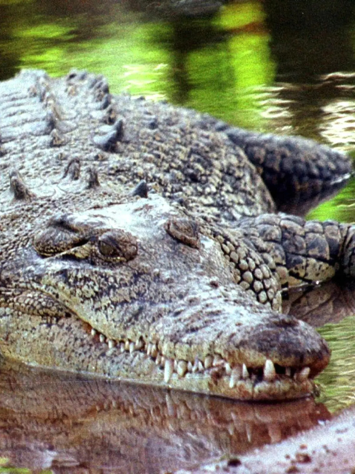 Bild zu: "Junge (14) nach Krokodil-Angriff verletzt"