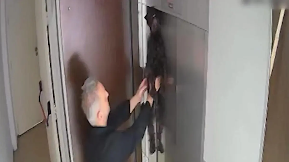 Vom Aufzug mitgerissen! Kleiner Schnauzer droht zu ersticken – Nachbar startet Reanimation ,,Superheld ohne Umhang”