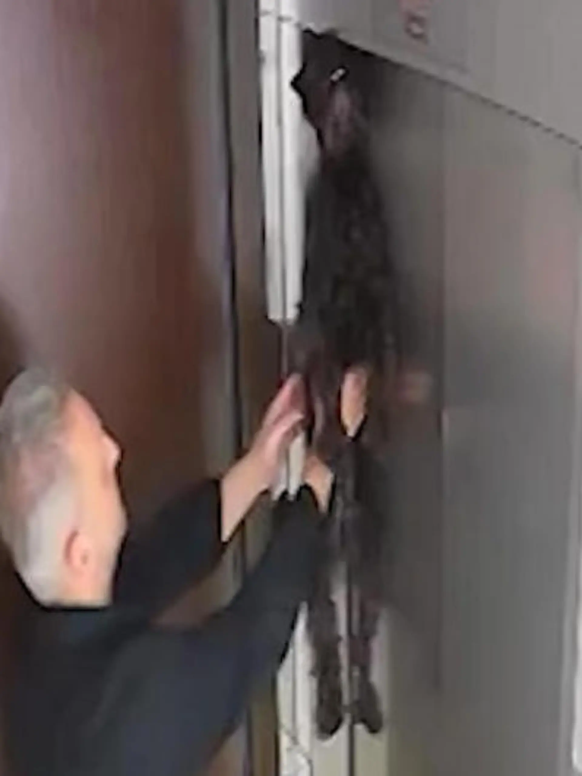 Bild zu: "Vom Aufzug mitgerissen! Kleiner Schnauzer droht zu ersticken – Nachbar startet Reanimation"
