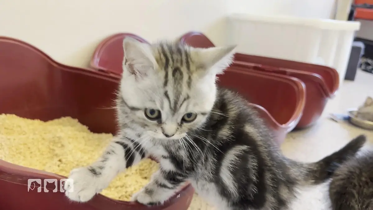 Katzenstreu im Check Welches Katzenstreu ist gut für die Samtpfoten?