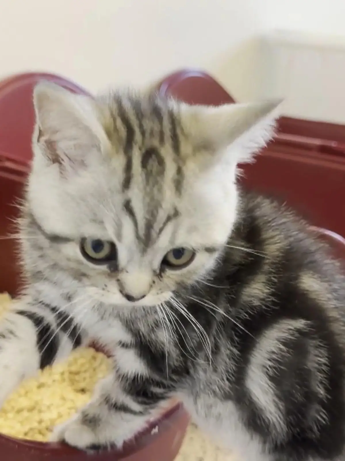 Bild zu: "Katzenstreu im Check"